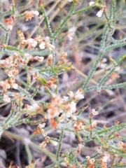 Eriogonum effusum