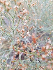 Eriogonum effusum