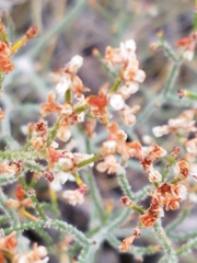 Eriogonum effusum