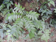 Ptisana