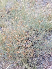Eriogonum effusum