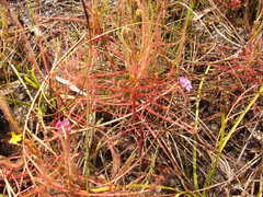 Drosera serpens