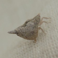 Mistharnophantia