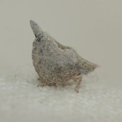 Mistharnophantia