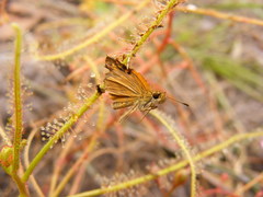 Drosera serpens