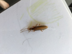 Thelyphassa lineata