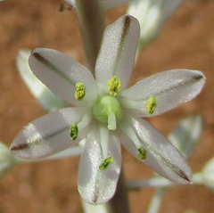 Drimia sanguinea