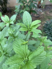 Abracris flavolineata