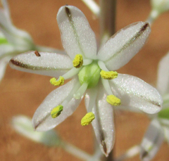 Drimia sanguinea