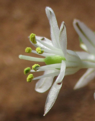 Drimia sanguinea