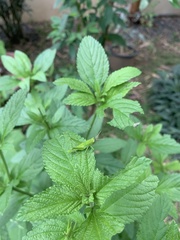 Abracris flavolineata