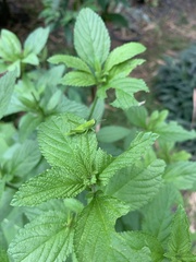 Abracris flavolineata