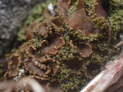 Psoroma hypnorum