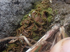 Psoroma hypnorum