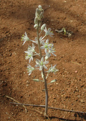 Drimia sanguinea