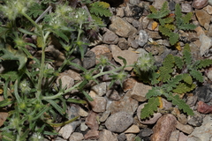 Cryptantha nevadensis