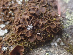 Psoroma hypnorum