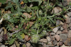 Cryptantha nevadensis