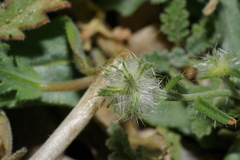 Cryptantha nevadensis