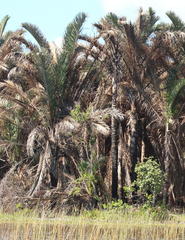 Raphia australis