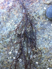Gracilaria chilensis