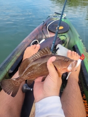 Epinephelus morio