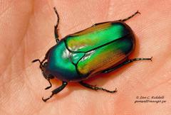 Chlorocala africana subsuturalis