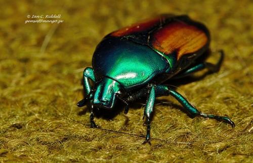 Chlorocala africana