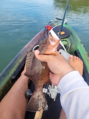 Epinephelus morio
