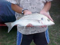 Spotted Grunter photo 2