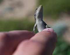 Elgaria coerulea coerulea