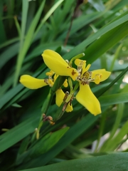 Trimezia steyermarkii