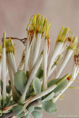 Agelanthus natalitius zeyheri