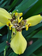 Trimezia steyermarkii