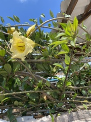 Solandra