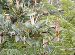 Agelanthus natalitius zeyheri
