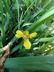 Trimezia steyermarkii