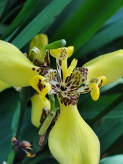 Trimezia steyermarkii