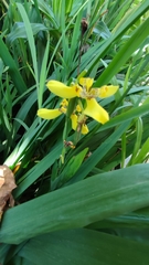 Trimezia steyermarkii