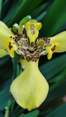 Trimezia steyermarkii