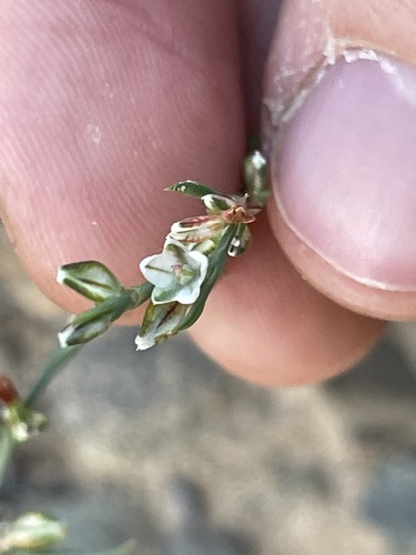 Douglas' knotweed (Polygonum douglasii)