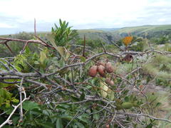 Putterlickia retrospinosa