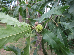 Quercus castaneifolia