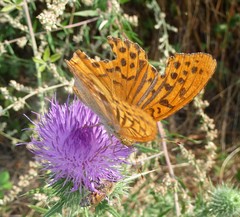 Argynnis paphia