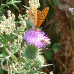 Argynnis paphia