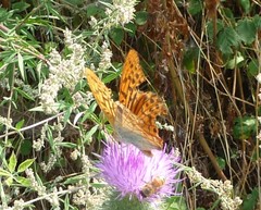 Argynnis paphia