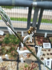 Apis mellifera capensis