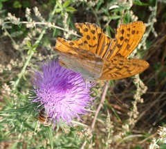 Argynnis paphia