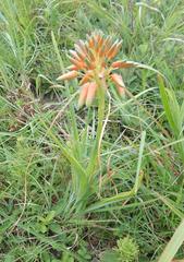 Aloe cooperi cooperi