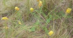Crotalaria natalitia natalitia